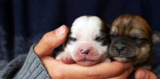 New research shows ‘explosion’ of sick dogs bred by rogue breeders in Wales 98457cd1c8141bdb2b69b341c3c0a77bea020684 min