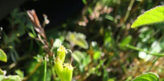11-year old boy rediscovers missing orchid on MOD land IMG 9485 scaled