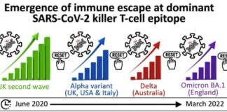 Study pinpoints SARS-CoV-2 Spike mutation that ‘escapes’ killer T-cells generated by infection and vaccination ad06e2018933774d64d5943675e0375bda9be97f min