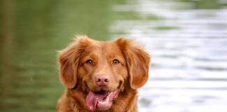 TREAT YOUR DOG ON INTERNATIONAL DOG DAY TO A PAWSITVELY PAWESOME HOLIDAY IN WALES laula co pdKPFBysSfA unsplash min