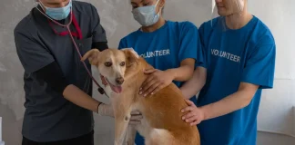 Vets call for stricter pet import measures and vigilance after first confirmed dog-to-human case of Brucella canis in the UK pexels photo 7469274