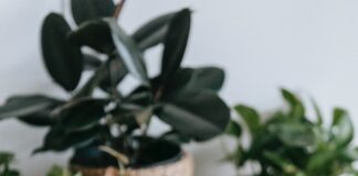 Google searches for ‘Remote jobs’ hit their highest ever level during the month of August pexels teona swift 6912818 min