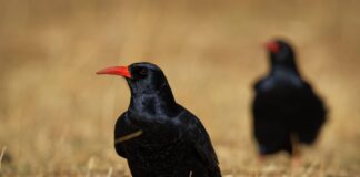 Rhaglen cadwraeth arfordirol lwyddiannus yn ysbrydoliaeth i asiantaethau eraill yng Nghymru SMALL Chough min 1