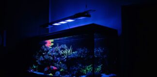 Polish startup Reef Factory will turn aquarium into the new smart home gadget a3ec8cc1979d85a6e615234a931cb3bf min
