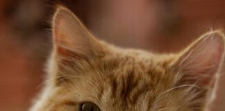 National Happy Cat Month: The Secret to Keeping your Cat Content pexels howapicx fotografia 13170592 min