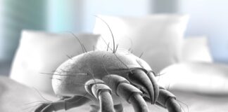 Bedding expert reveals how to remove dust mites from your mattress topper using household items shutterstock 1427133026 min