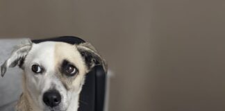 Two-year-old pup named the UK’s most pawfessional employee Anca min