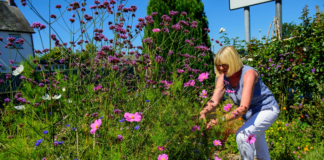 Gold for Talgarth at RHS Britain in Bloom UK Finals image 36