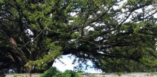 Aberglasney’s Student Bursary winner replaces the noise of music festivals for the tranquillity of the gardens Jacky Hall at Aberglasney