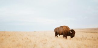 Are buffalos the key to blitzing online reels? bryce olsen 4Cu9 BA8QoA unsplash min scaled