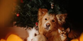 THIS fatal Christmas item will cause thousands in vet bills image001