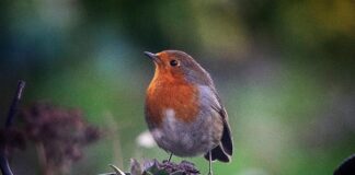 Have a flying start to the year with Carmarthen Garden Centre and the Big Garden Birdwatch Robin BGBW