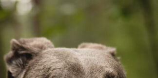 The Decline of Greyhound Racing in Wales jannik selz qVsAgEPfXgo unsplash min scaled