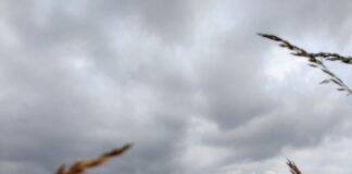 How Technology is Changing Agriculture: Most Prominent Examples pexels britt thoelen 14936381 min scaled