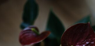 Blue Monday: 10 ways houseplants can improve your mood this January pexels cottonbro studio 4505146 min