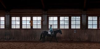 Owning a Racehorse in Wales pexels gantas vaiciulenas 3713501 min scaled