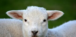 Keeping dogs under control will protect lambs and other livestock lamb 292512 1920 1