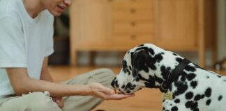 Pamper your pooch: 5 easy homemade recipes to make your dog feel loved this Valentines pexels bethany ferr 5482778 min scaled