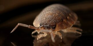 Is your home infested with bed bugs? Experts reveal seven signs to spot them, plus tips to get rid pexels pixabay 35804 min