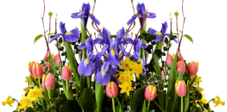 10 spring plants and flowers ‘dangerous’ for your pets spring g481c19ce8 1280 min