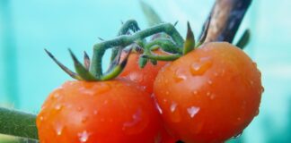 Gardening expert reveals how to grow tomatoes as searches skyrocket amid shortage tomatoes gc28b93ae1 1280 min