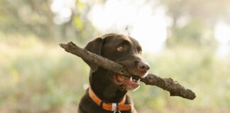 Trending pet health accessories: Are they worth it? brown lab