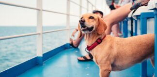 Travel by ferry and take your best four legged friend with you. Direct Ferries report pet bookings are up 61% compared to 2019 pre pandemic levels image002 min 3