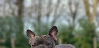 French Bulldog = most ‘Instagrammable’ dog breed pexels bruno oliveira 11563927 min
