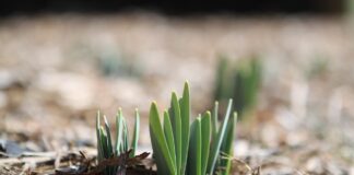 Experts Share Seven Simple Tips To Get Your Garden Ready For Spring sprout g55fc9f410 1280 min