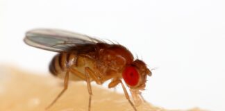 Expert advises on ways to prevent fruit flies this summer, as August 2023 is predicted to be the worst to date Drosophila melanogaster Proboscis min scaled