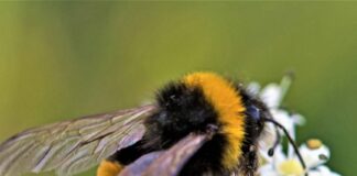 Charity fundraising campaign takes flight to save Pembrokeshire’s habitats Small Bee