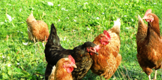 Bird keepers reminded to remain vigilant to Avian Influenza avian influenza