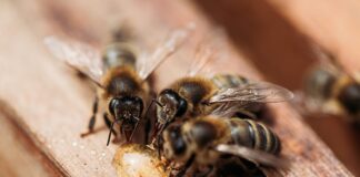 – There’s a buzz about World Bee Day at Afon Mêl Honey farm & Meadery. – bees feeding min