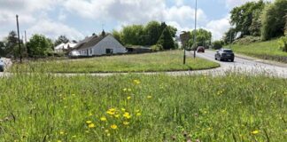 Greener approach to grass cutting blodau gwyllt wildflower 1