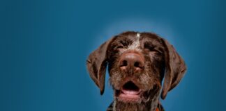 Hay fur-ver season strikes dog min