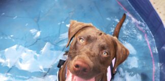 Twenty is Plenty – Dogs Trust issues warm weather guidance as summer temperatures rise loki labrador dogstrust min scaled