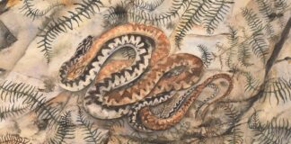 Dewch i ailddarganfod Geiriau Diflanedig natur a diwylliant yn Oriel y Parc o 2 Gorffennaf Adder © Jackie Morris min