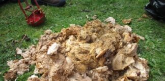 Trigolion Ceredigion yn cael eu hannog i daflu weips ‘niweidiol’ i’r bin wrth i Ddŵr Cymru weld cynnydd o 66% yn nifer y cwsmeriaid sy’n debygol o’u fflysio i lawr y toiled Blaenavon 2 min