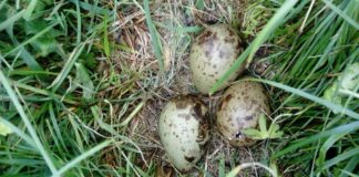 Watch rare curlew chicks hatching live DSC 0050 1024x576 min