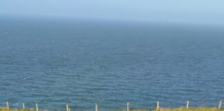 Cyllid a chefnogaeth ar gael i dirfeddianwyr sy’n rhoi hwb i fioamrywiaeth ar Arfordir Penfro FieldMargin min scaled