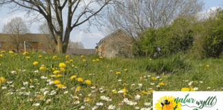 Have your say on Caerphilly County Borough’s green spaces as part of the Nature isn’t Neat project NatureIsntNeat2023 1 min