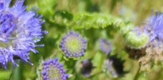 Funding and support on offer to landowners who boost biodiversity on the Pembrokeshire Coast RedTailBee min