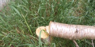 MORE DEAD TREES SAM 2677 min scaled