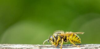 Wasps could cost squeamish Brits their driving licence c62dd47a ece9 4450 8b64 f3b9c9250670 min