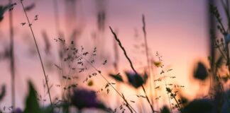 Surprising reasons you should let your weeds grow c988ab81 88a5 4142 b912 e8fb09c13a2b