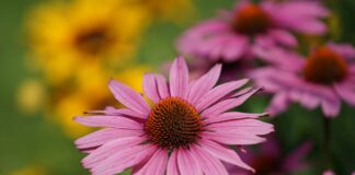 Gardeners urged to plant drought tolerant plants coneflowers g7a48af21a 1280 min