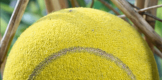 Dŵr Cymru’n creu cartrefi pel tennis i llygod medi yng Llyn Llandegfedd mouse 1 min