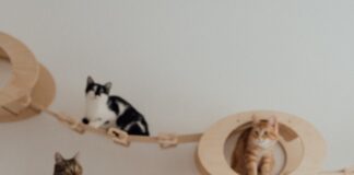 Pet parents’ seek name inspiration from top 100 baby name lists pexels arina krasnikova 7726318 min