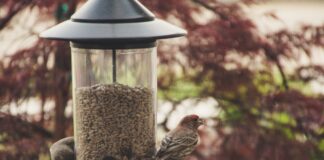 Kitchen scraps safe to feed birds pexels brett sayles 1068997 min