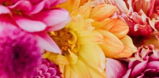 Expert reveals the best and worst plants for hay fever pexels karolina grabowska 5478198 min